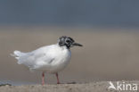 Dwergmeeuw (Larus minutus) 