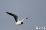 Dwergmeeuw (Larus minutus) 