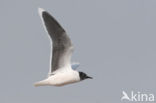 Dwergmeeuw (Larus minutus) 