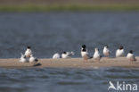 Dwergmeeuw (Larus minutus) 