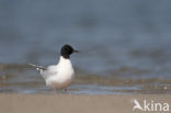 Dwergmeeuw (Larus minutus) 