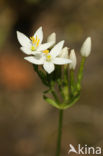 Common Centaury (Centaurium erythraea)