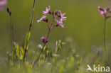 Echte koekoeksbloem (Lychnis flos-cuculi)