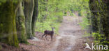Red Deer (Cervus elaphus)