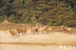 Red Deer (Cervus elaphus)