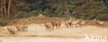 Red Deer (Cervus elaphus)