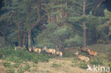 Red Deer (Cervus elaphus)