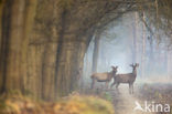 Red Deer (Cervus elaphus)