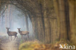 Red Deer (Cervus elaphus)