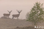 Red Deer (Cervus elaphus)