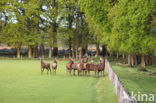 Red Deer (Cervus elaphus)