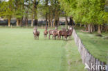 Red Deer (Cervus elaphus)