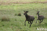 Red Deer (Cervus elaphus)