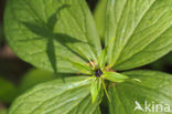 Herb-Paris