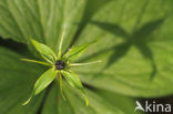 Herb-Paris