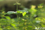 Eenbes (Paris quadrifolia)