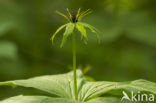 Eenbes (Paris quadrifolia)