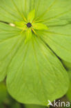 Herb-Paris