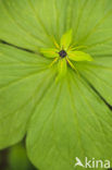 Herb-Paris