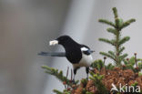 Black-billed Magpie (Pica pica)