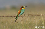 Europese Bijeneter (Merops apiaster)