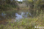 Gaffelwaterjuffer (Coenagrion scitulum)