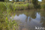 Gaffelwaterjuffer (Coenagrion scitulum)