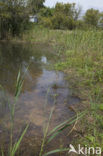 Gaffelwaterjuffer (Coenagrion scitulum)