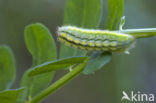 Polyommatus daphnis