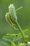Polyommatus daphnis