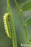 Polyommatus daphnis
