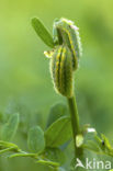 Polyommatus daphnis