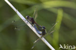 Gevlekte witsnuitlibel (Leucorrhinia pectoralis) 