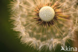 Common Dandelion (Taraxacum officinale)