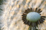 Gewone paardenbloem (Taraxacum officinale)