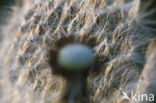 Common Dandelion (Taraxacum officinale)