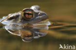 Gewone pad (Bufo bufo)