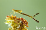 Emerald Damselfly (Lestes sponsa)