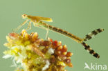 Gewone pantserjuffer (Lestes sponsa)