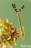 Gewone pantserjuffer (Lestes sponsa)