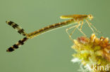 Gewone pantserjuffer (Lestes sponsa)