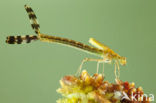 Gewone pantserjuffer (Lestes sponsa)