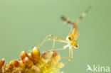 Gewone pantserjuffer (Lestes sponsa)