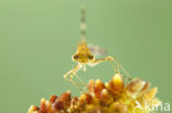 Emerald Damselfly (Lestes sponsa)