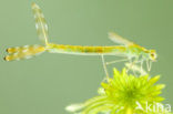 Gewone pantserjuffer (Lestes sponsa)