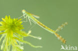 Gewone pantserjuffer (Lestes sponsa)