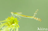 Gewone pantserjuffer (Lestes sponsa)