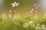 Gewone reigersbek (Erodium cicutarium)