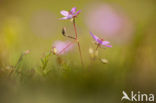 Gewone reigersbek (Erodium cicutarium)