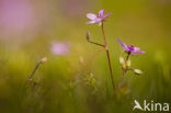 Gewone reigersbek (Erodium cicutarium)